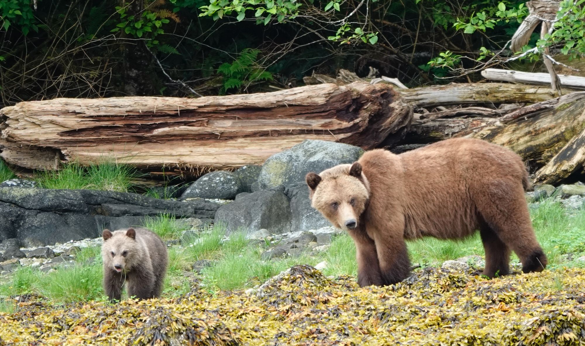grizzly bear and cub